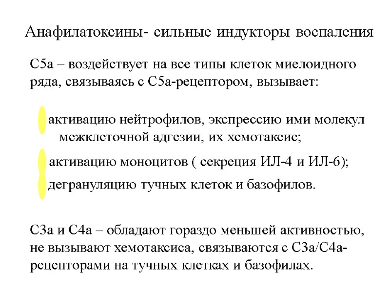 Анафилатоксины- сильные индукторы воспаления С5a – воздействует на все типы клеток миелоидного ряда, связываясь